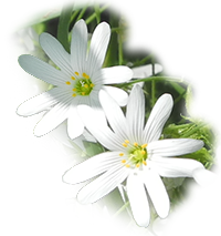 Havelwolle Naturkleidung